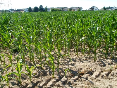 20110703Maisfeld_Ketsch3
