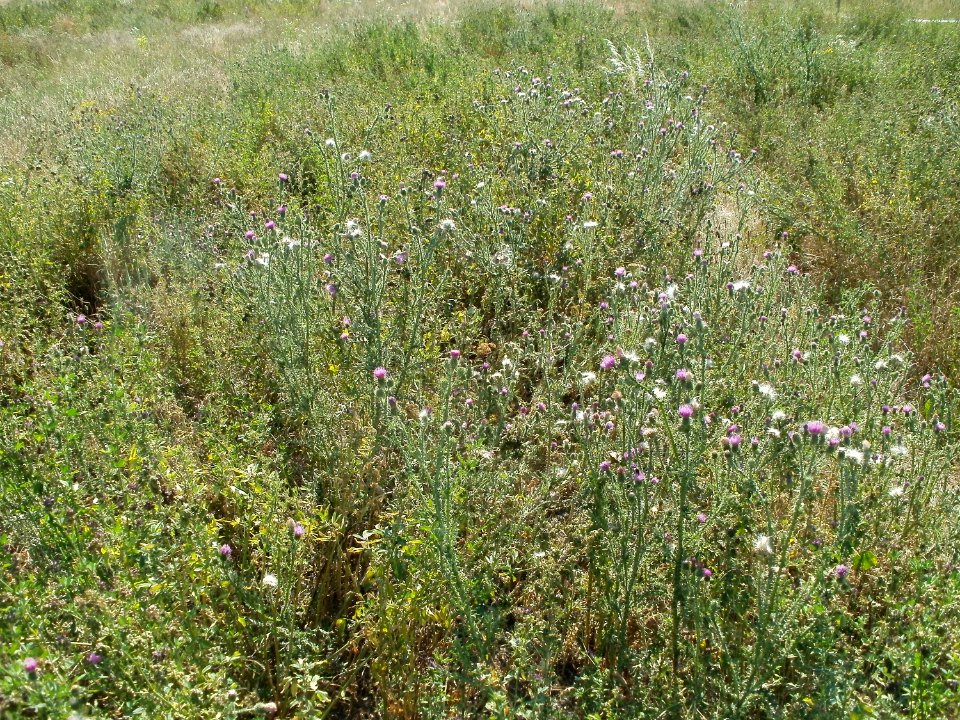20110703Disteln_Ketsch4