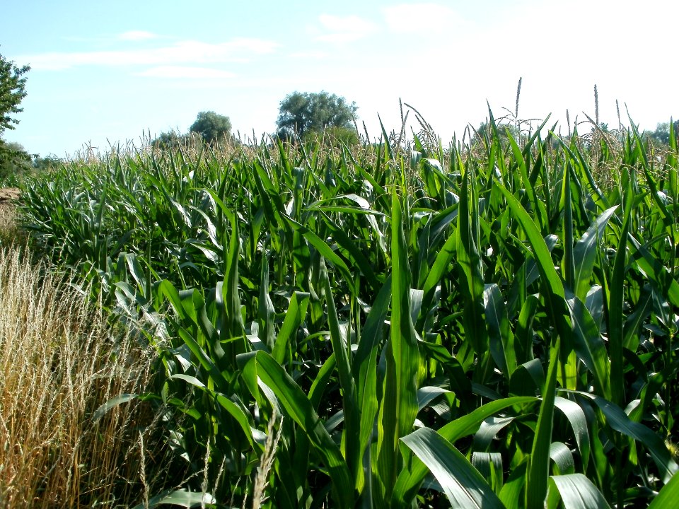 20110703Maisfeld_Ketsch5