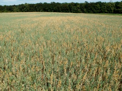20110703Haferfeld_Ketsch1