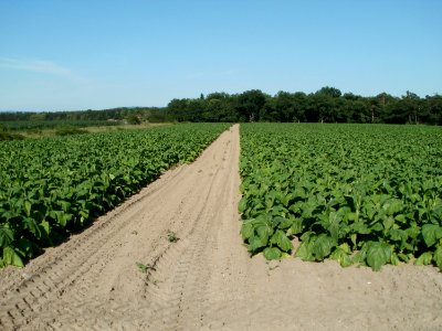 20110628Tabakfeld_Ketsch07