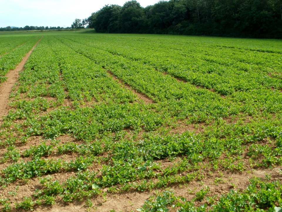 20110630Selleriefeld_Sandhausen1