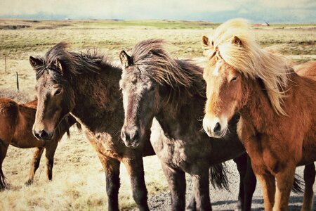 Animals field three horses