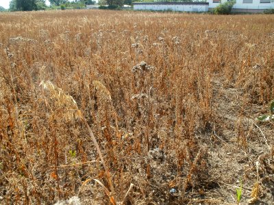 20110703Wildes_Haferfeld_Ketsch2