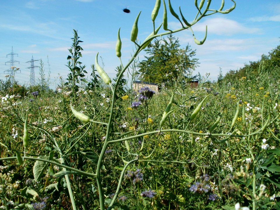20110703Wildes_Rapsfeld_Ketsch3