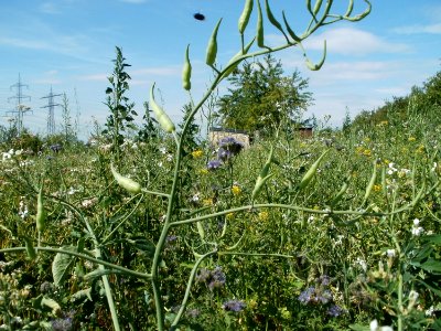 20110703Wildes_Rapsfeld_Ketsch3