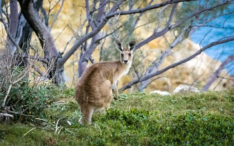 Fur grass kangaroo photo