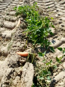 20110703Geerntetes_Karottenfeld_Ketsch