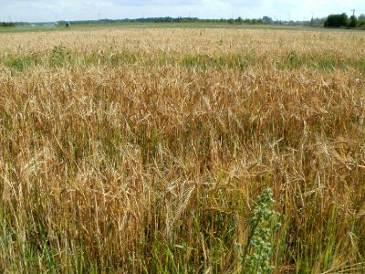 20110702Gerstenfeld_Reilingen4