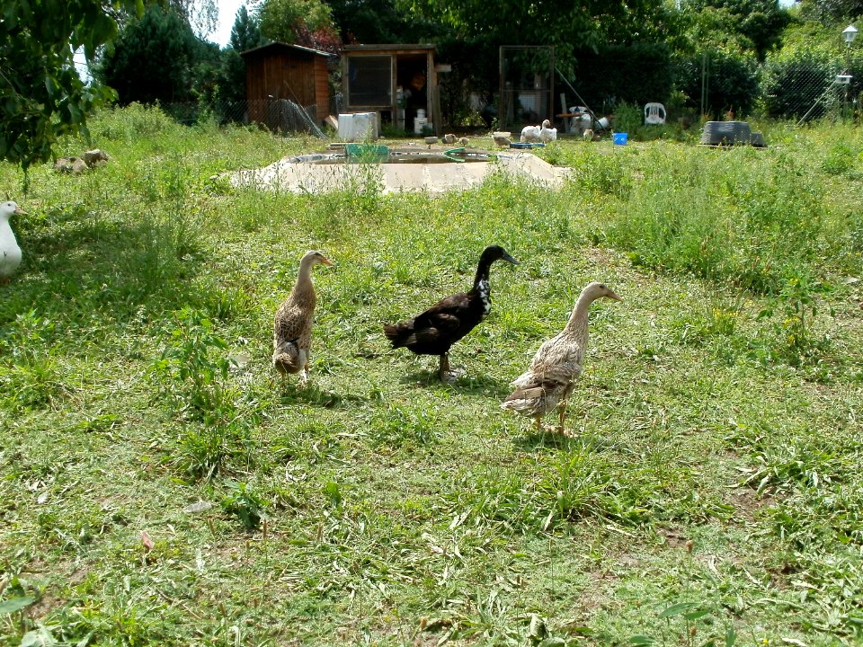 20110702Kleintierzuechter_Hockenheim3