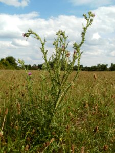 20110702Carduus_acanthoides2
