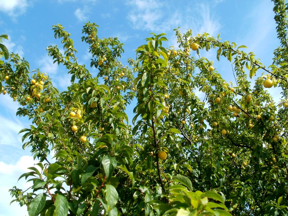 20110702Prunus_cerasifera_Reilingen2