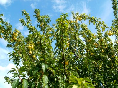 20110702Prunus_cerasifera_Reilingen2
