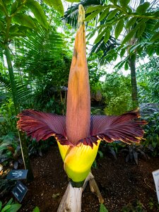 Konjac belongs to the largest unbranched inflorescence the corpse smelly flowers