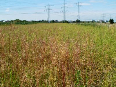 20110703Rapsfeld_Ketsch1