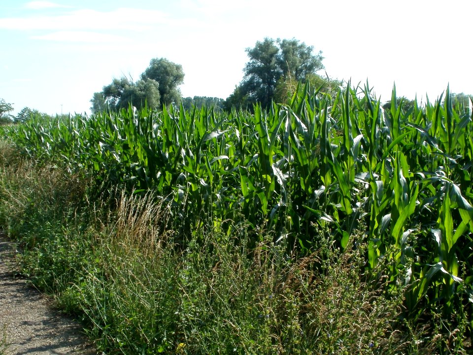 20110703Maisfeld_Ketsch6