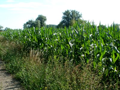 20110703Maisfeld_Ketsch6