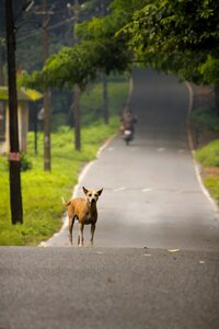 Animal travel outdoor
