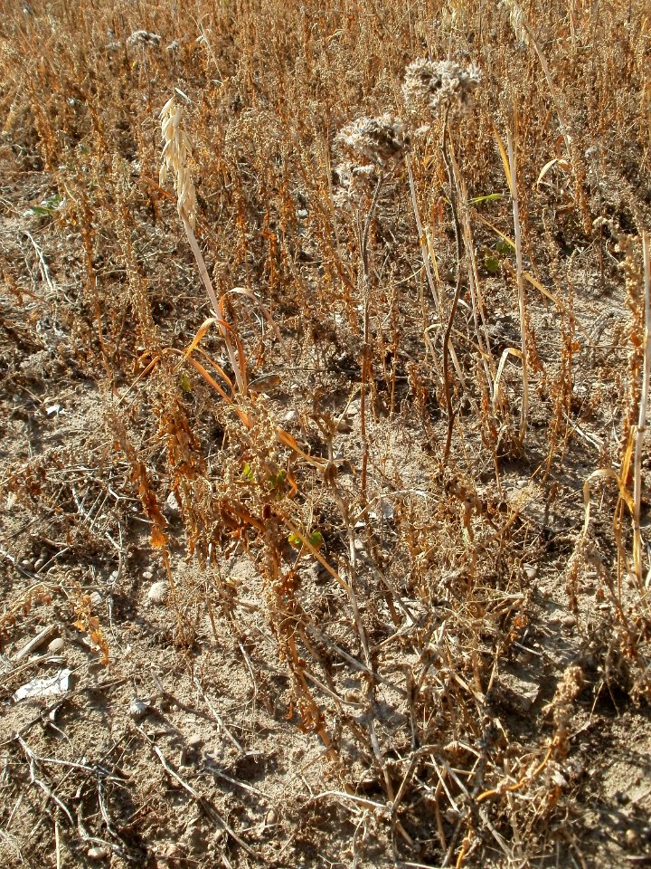 20110703Wildes_Haferfeld_Ketsch4