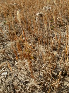 20110703Wildes_Haferfeld_Ketsch4