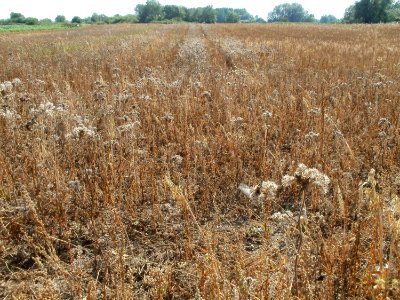 20110703Wildes_Haferfeld_Ketsch1