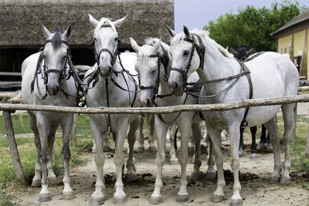Hitching rail stable yard gray team