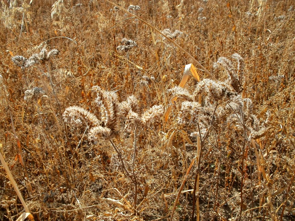 20110703Wildes_Haferfeld_Ketsch6
