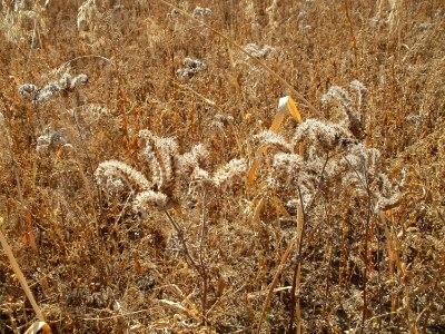 20110703Wildes_Haferfeld_Ketsch6