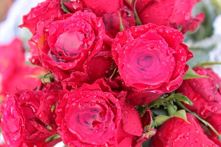 Flowers rose bloom with rainwater filled photo