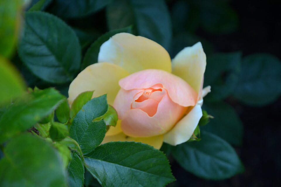 Blossom bloom summer