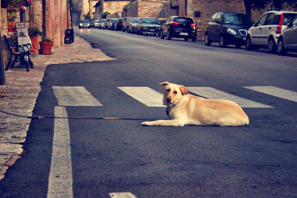 Retriever canine animal