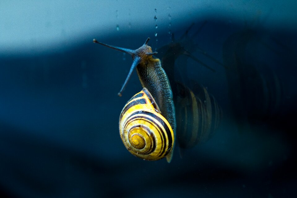 Droplets gastropod glass