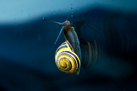 Droplets gastropod glass photo