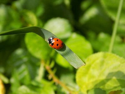 Closeup ladybug green photo