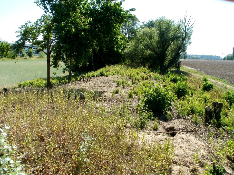 20110525Naturschutzgebiet_Bahndamm_Talhaus4