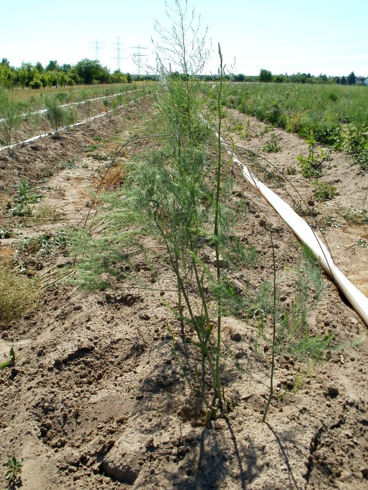 20110525Spargelfeld_Ketsch1
