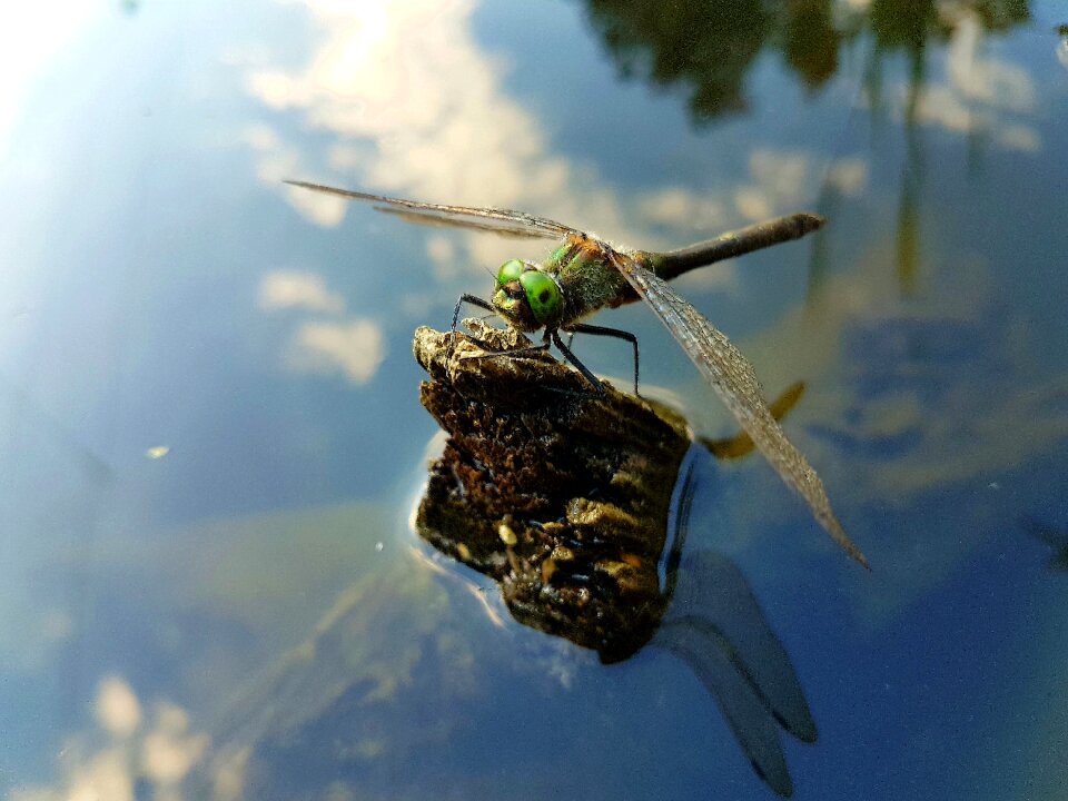 Nature summer water