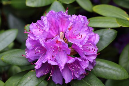 Purple flower plant photo