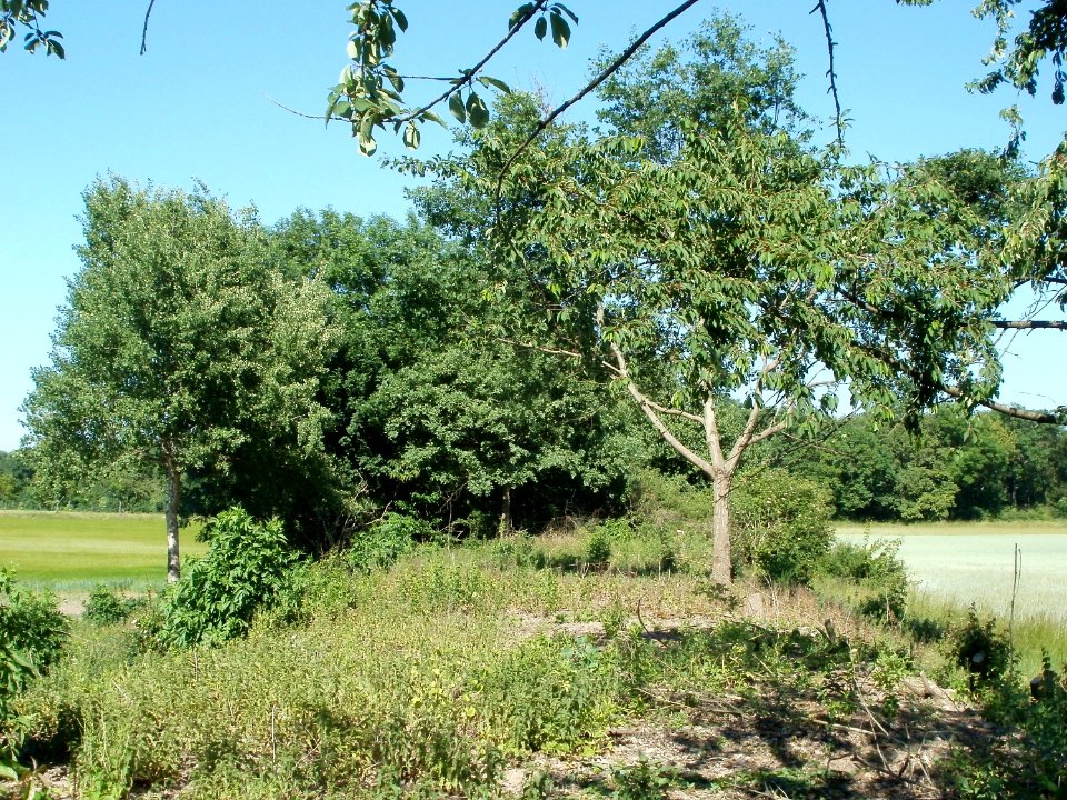 20110525Naturschutzgebiet_Bahndamm_Talhaus2