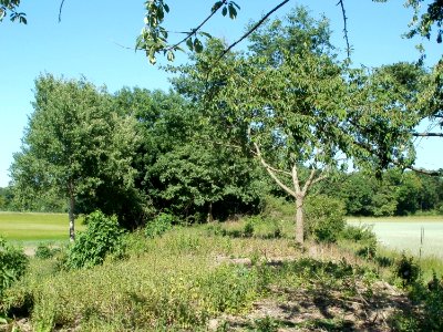 20110525Naturschutzgebiet_Bahndamm_Talhaus2