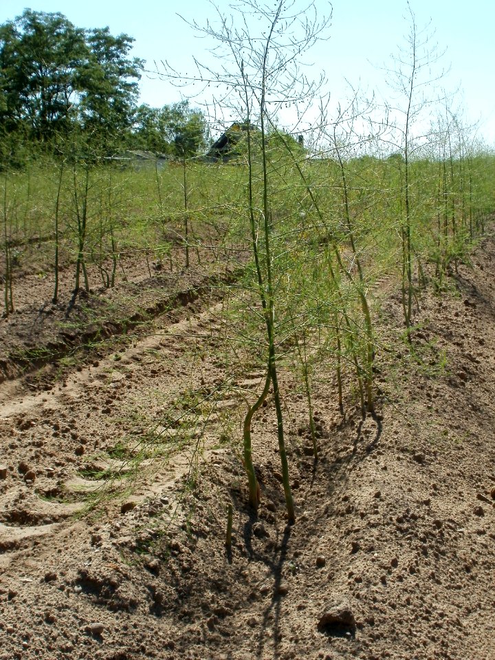 20110525Spargelfeld_Ketsch4