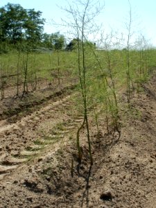 20110525Spargelfeld_Ketsch4