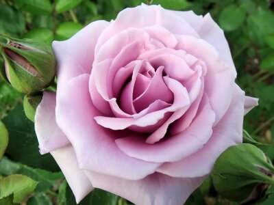 Purple tea rose flowering photo