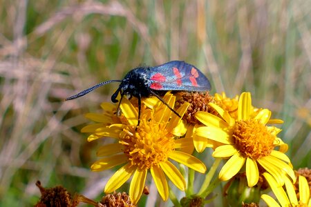 Nature red burnet