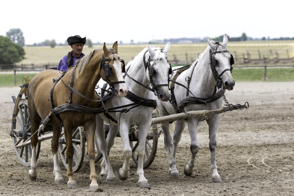 Equestrian demonstration driven 3-in-hand traditional farm cart