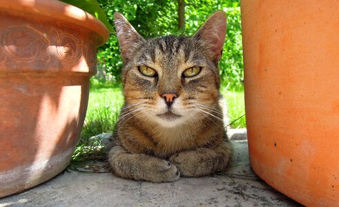 Cat head cat eye is watching