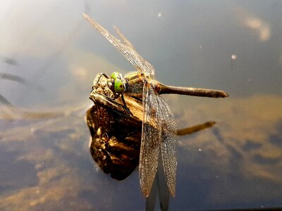 Nature summer water