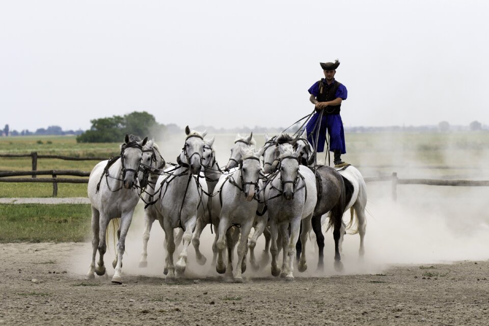 10 horses in hand collectively harnessed standing rider