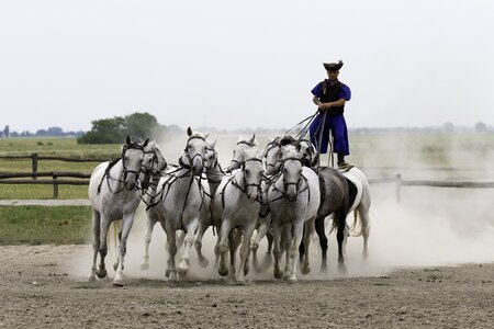 10 horses in hand collectively harnessed standing rider