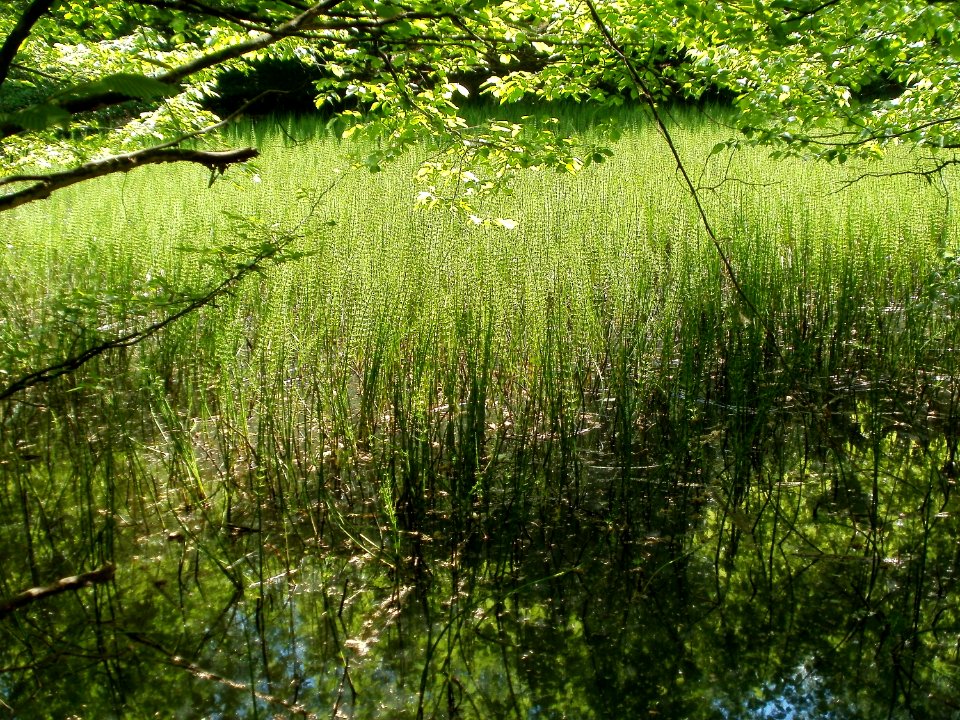 20110503Steinbachtal_Saarbruecken1